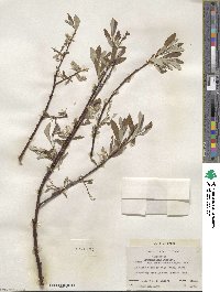 Salix drummondiana subsp. subcoerulea image