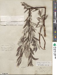 Salix drummondiana subsp. subcoerulea image