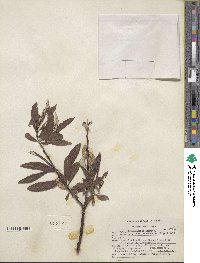 Salix drummondiana image