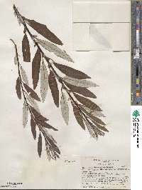 Salix drummondiana subsp. subcoerulea image