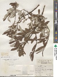 Salix drummondiana subsp. subcoerulea image