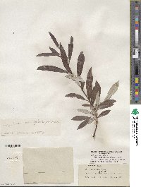 Salix drummondiana subsp. subcoerulea image