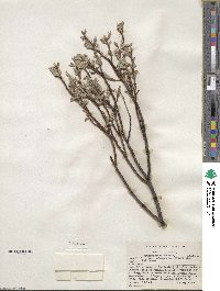 Salix drummondiana subsp. subcoerulea image