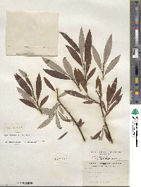 Salix drummondiana subsp. subcoerulea image