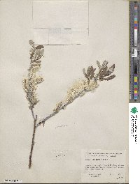 Salix drummondiana subsp. subcoerulea image