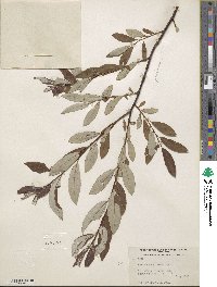 Salix drummondiana subsp. subcoerulea image