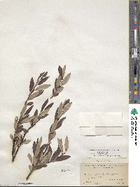 Salix drummondiana subsp. subcoerulea image