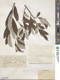 Salix drummondiana subsp. subcoerulea image