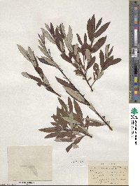 Salix drummondiana subsp. subcoerulea image