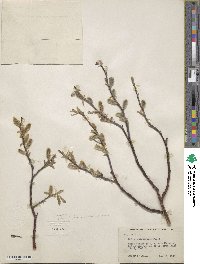 Salix drummondiana subsp. subcoerulea image