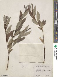 Salix drummondiana subsp. subcoerulea image