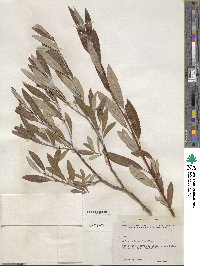 Salix drummondiana subsp. subcoerulea image