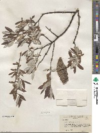 Salix drummondiana subsp. subcoerulea image