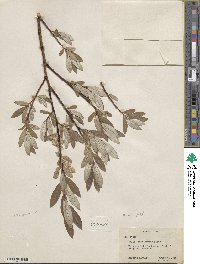 Salix drummondiana subsp. subcoerulea image