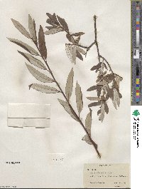 Salix drummondiana subsp. subcoerulea image