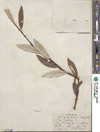 Salix drummondiana subsp. subcoerulea image