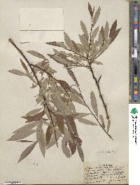 Salix drummondiana subsp. subcoerulea image