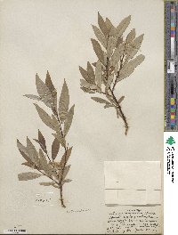 Salix drummondiana subsp. subcoerulea image