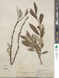 Salix drummondiana subsp. subcoerulea image