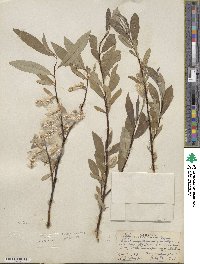 Salix drummondiana image