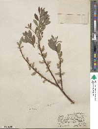 Salix drummondiana subsp. subcoerulea image