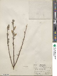 Salix drummondiana subsp. subcoerulea image