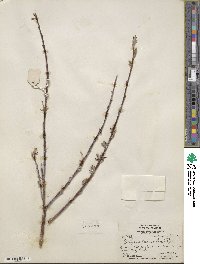 Salix drummondiana subsp. subcoerulea image