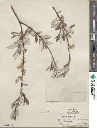 Salix drummondiana subsp. subcoerulea image