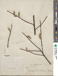 Salix drummondiana image