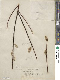 Salix drummondiana subsp. subcoerulea image