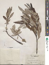 Salix drummondiana subsp. subcoerulea image