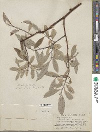 Salix drummondiana subsp. subcoerulea image