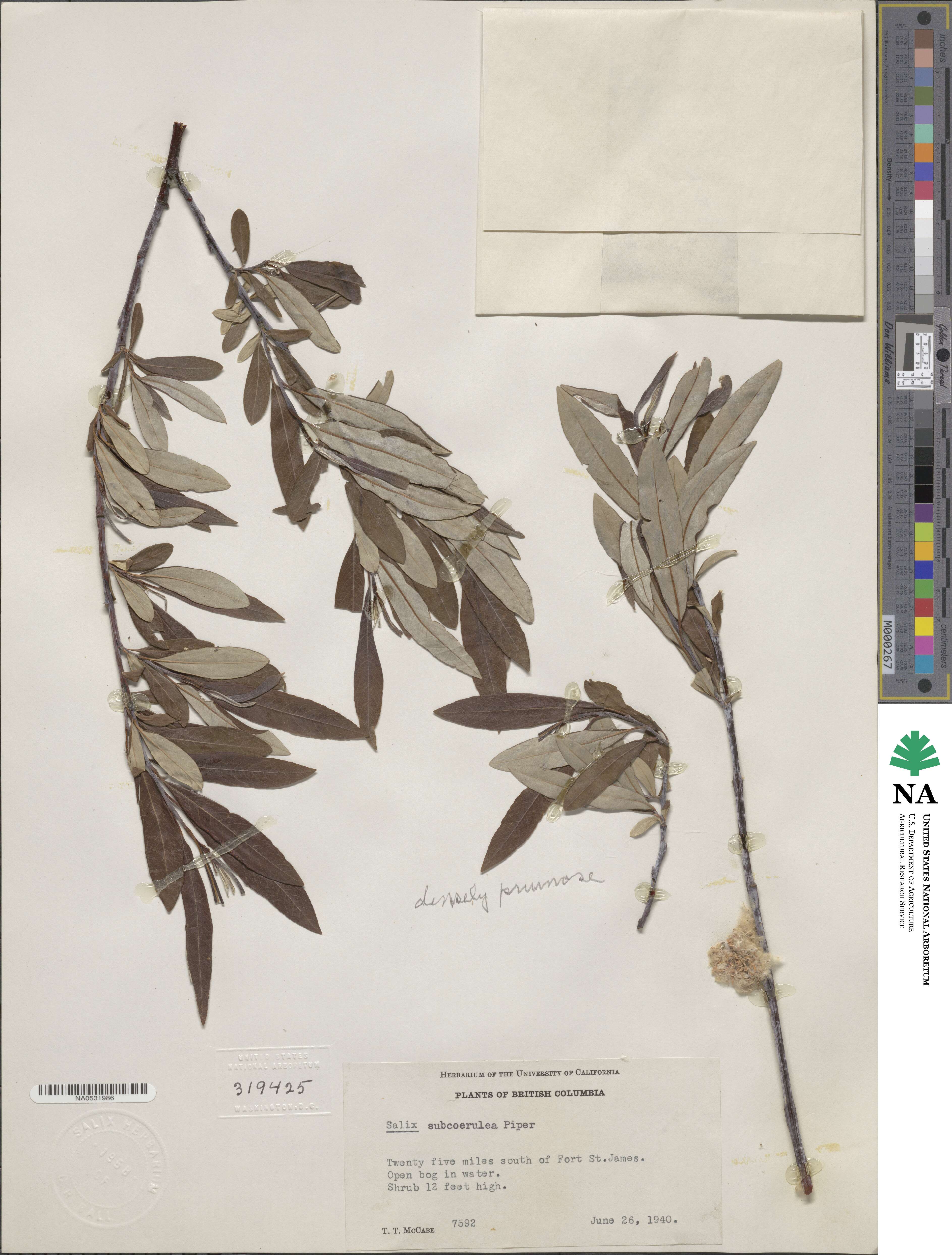 Salix drummondiana subsp. subcoerulea image