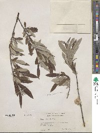 Salix drummondiana image