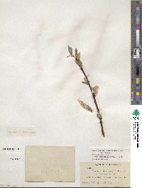 Salix drummondiana subsp. subcoerulea image