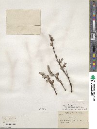 Salix drummondiana subsp. subcoerulea image