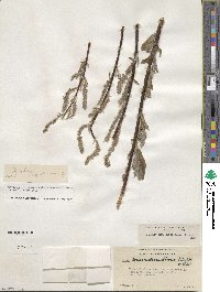 Salix drummondiana subsp. subcoerulea image