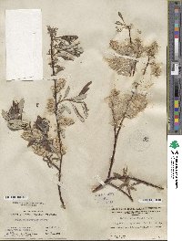 Salix drummondiana subsp. subcoerulea image