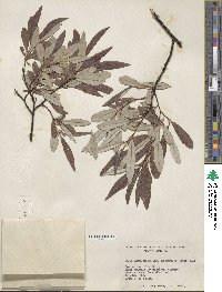 Salix drummondiana subsp. subcoerulea image