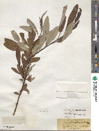 Salix drummondiana subsp. subcoerulea image