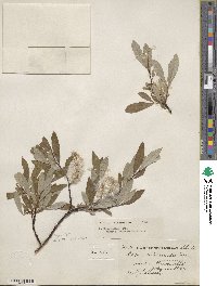 Salix drummondiana image