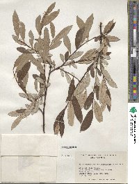 Salix drummondiana subsp. subcoerulea image