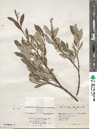 Salix drummondiana subsp. subcoerulea image