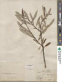 Salix drummondiana subsp. subcoerulea image