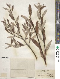 Salix drummondiana subsp. subcoerulea image