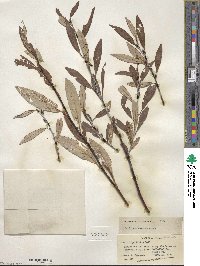 Salix drummondiana subsp. subcoerulea image