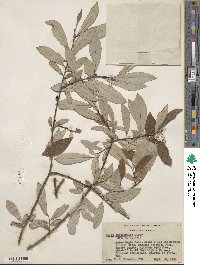 Salix drummondiana subsp. subcoerulea image