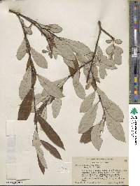 Salix drummondiana subsp. subcoerulea image