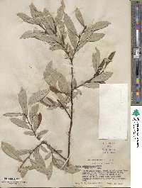 Salix drummondiana image