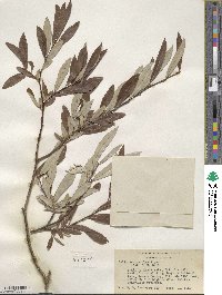 Salix drummondiana subsp. subcoerulea image